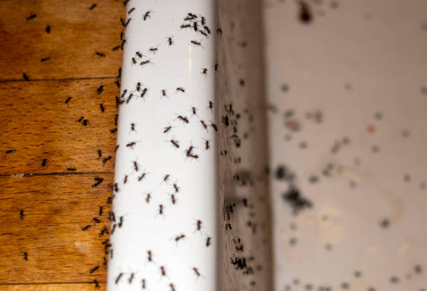 Best Pest Inspection Near Me  in West Chicago, IL